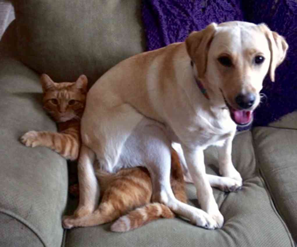 ［動物］許せる構ってちゃんの画像トピ