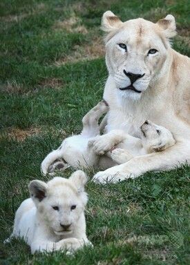 ［動物］許せる構ってちゃんの画像トピ