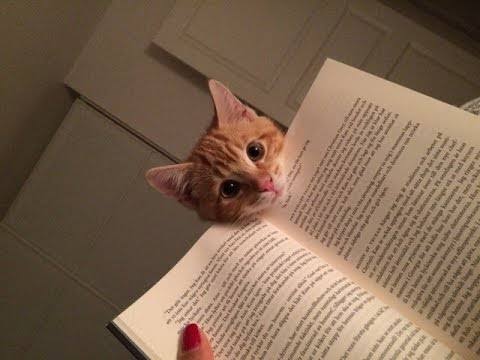 ［動物］許せる構ってちゃんの画像トピ