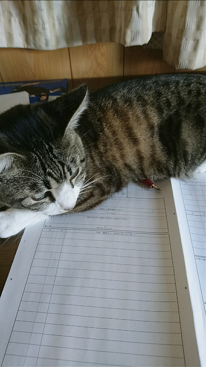 ［動物］許せる構ってちゃんの画像トピ