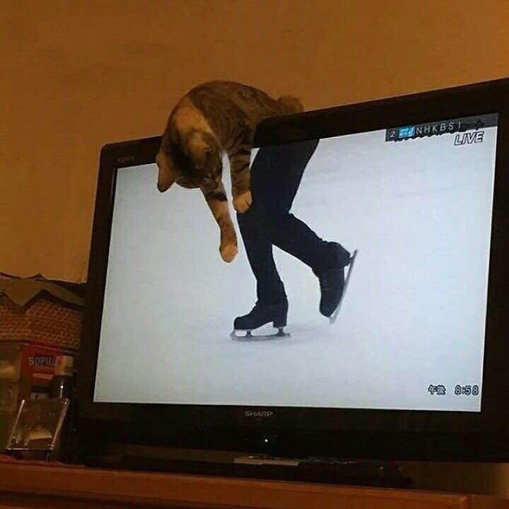 ［動物］許せる構ってちゃんの画像トピ