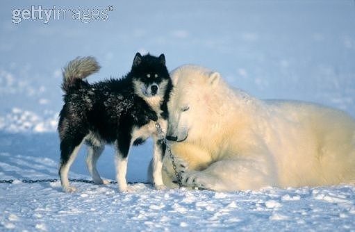 ［動物］許せる構ってちゃんの画像トピ