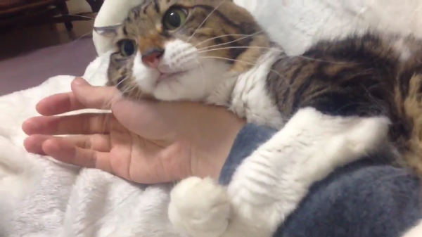 ［動物］許せる構ってちゃんの画像トピ