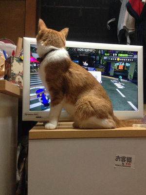 ［動物］許せる構ってちゃんの画像トピ