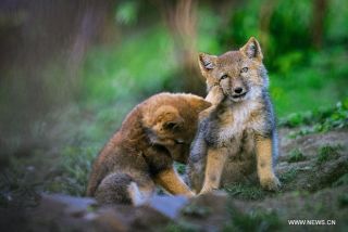 ［動物］許せる構ってちゃんの画像トピ