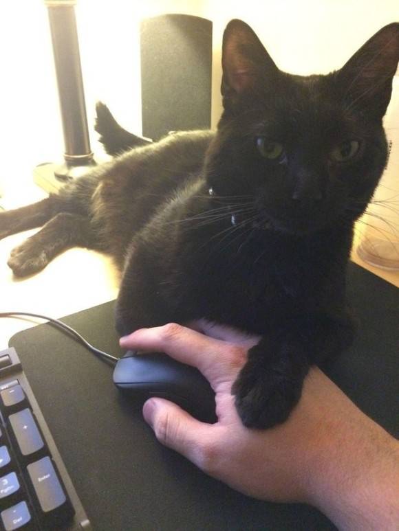 ［動物］許せる構ってちゃんの画像トピ