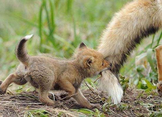 ［動物］許せる構ってちゃんの画像トピ