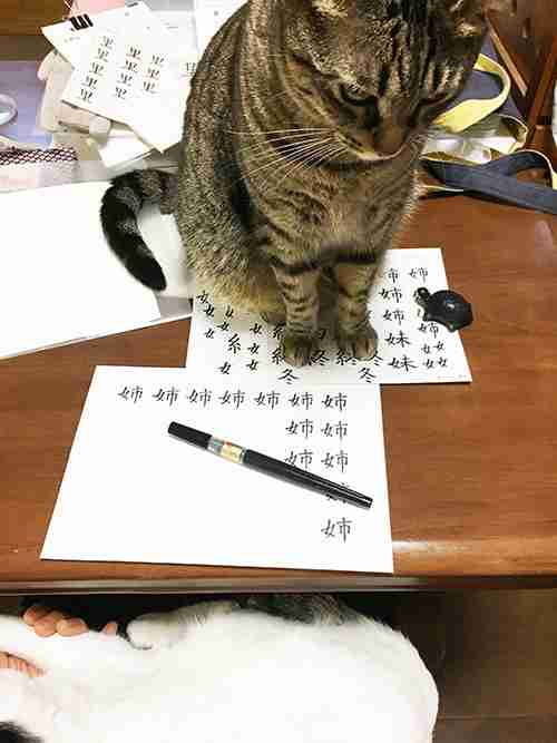 ［動物］許せる構ってちゃんの画像トピ
