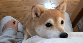 ［動物］許せる構ってちゃんの画像トピ