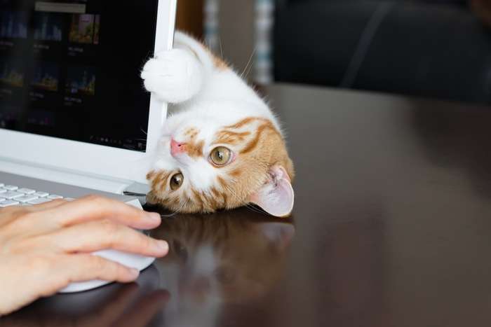 ［動物］許せる構ってちゃんの画像トピ