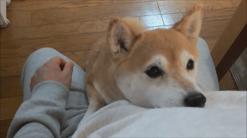 ［動物］許せる構ってちゃんの画像トピ