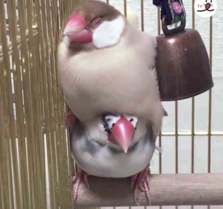 ［動物］許せる構ってちゃんの画像トピ