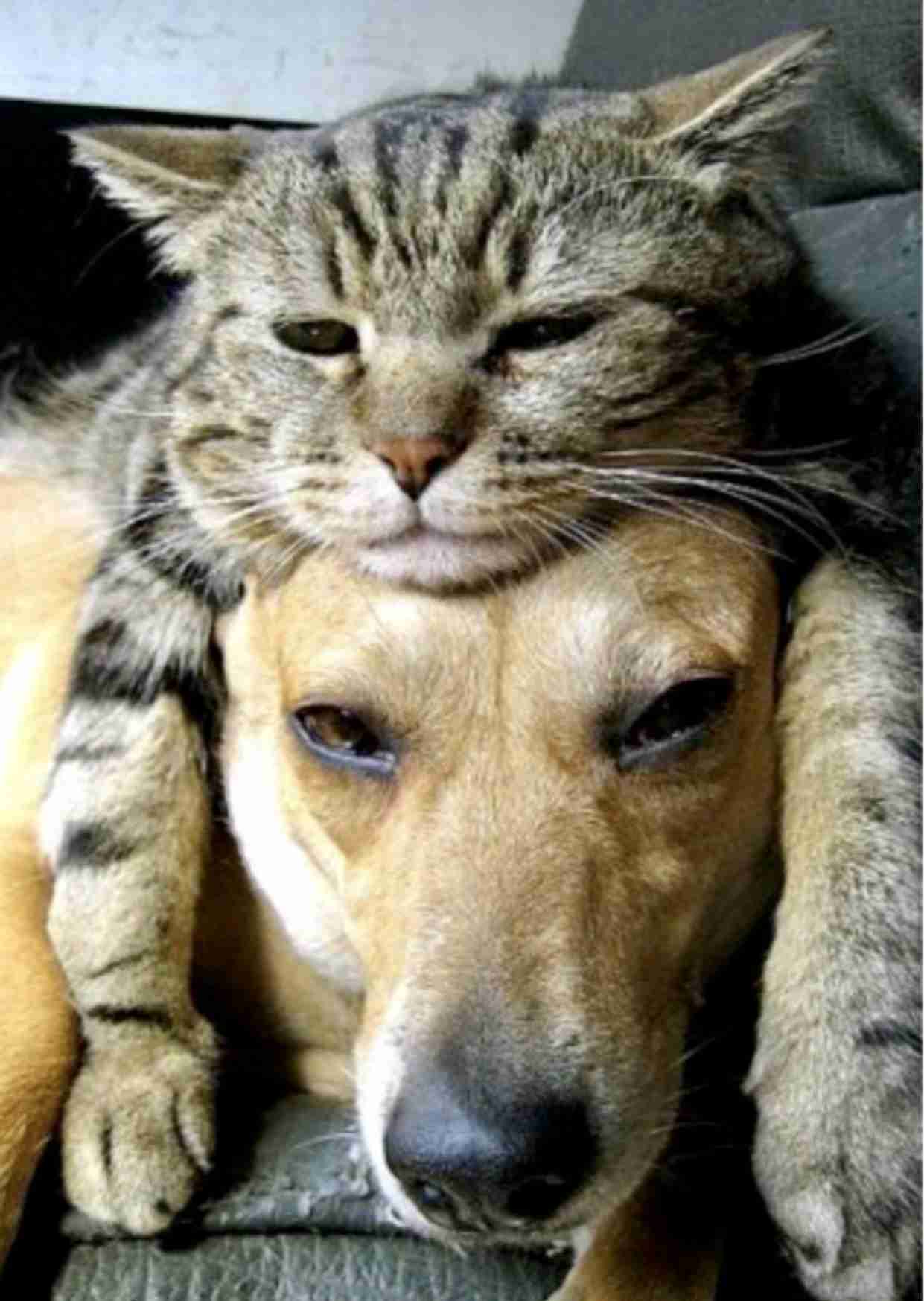 ［動物］許せる構ってちゃんの画像トピ