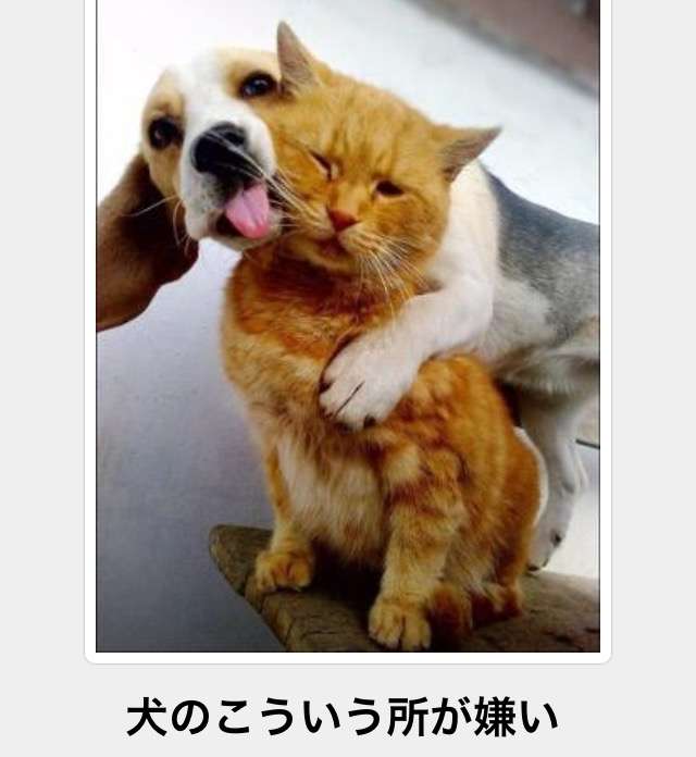 ［動物］許せる構ってちゃんの画像トピ
