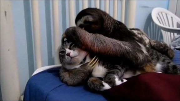 ［動物］許せる構ってちゃんの画像トピ