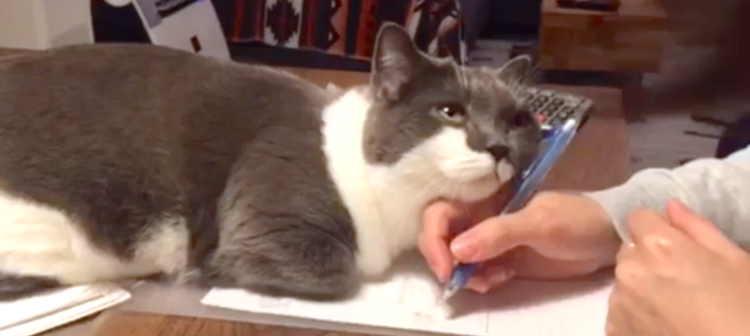 ［動物］許せる構ってちゃんの画像トピ