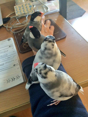［動物］許せる構ってちゃんの画像トピ