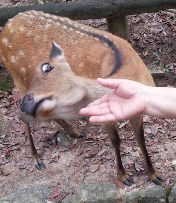 ［動物］許せる構ってちゃんの画像トピ