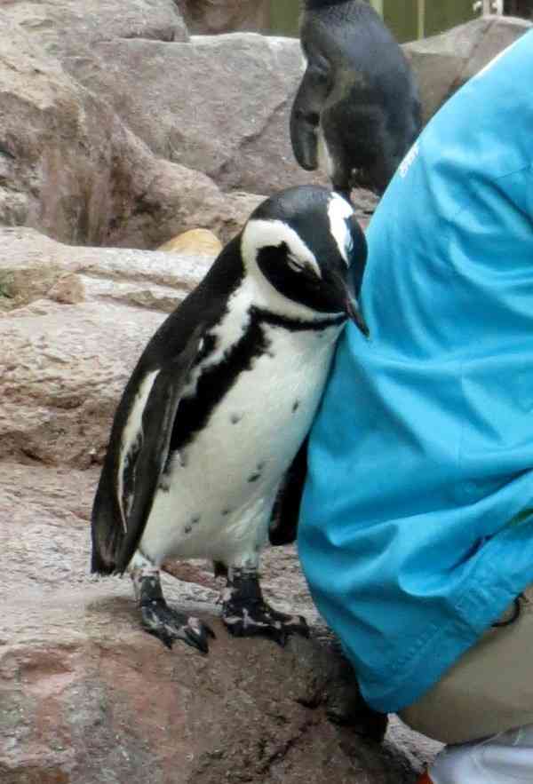 ［動物］許せる構ってちゃんの画像トピ