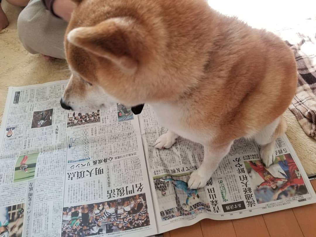 ［動物］許せる構ってちゃんの画像トピ