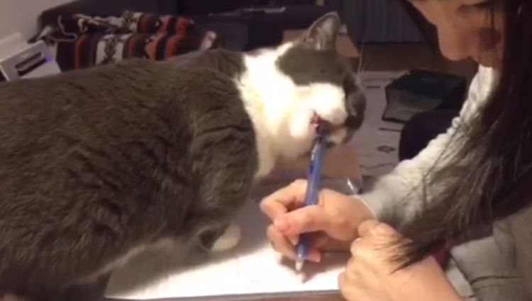 ［動物］許せる構ってちゃんの画像トピ