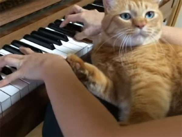 ［動物］許せる構ってちゃんの画像トピ