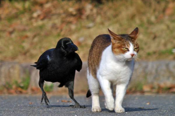 ［動物］許せる構ってちゃんの画像トピ