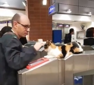 ［動物］許せる構ってちゃんの画像トピ