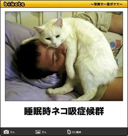 ［動物］許せる構ってちゃんの画像トピ