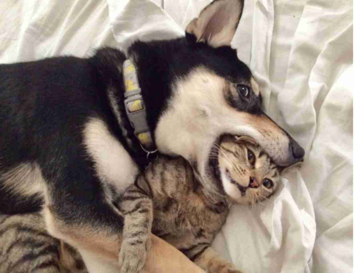 ［動物］許せる構ってちゃんの画像トピ