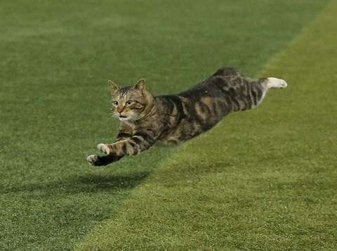 ［動物］許せる構ってちゃんの画像トピ