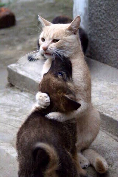 ［動物］許せる構ってちゃんの画像トピ