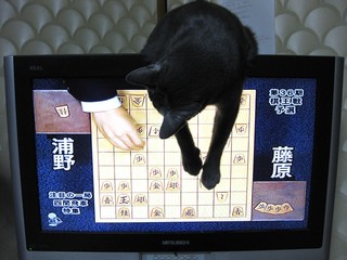 ［動物］許せる構ってちゃんの画像トピ