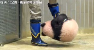 ［動物］許せる構ってちゃんの画像トピ