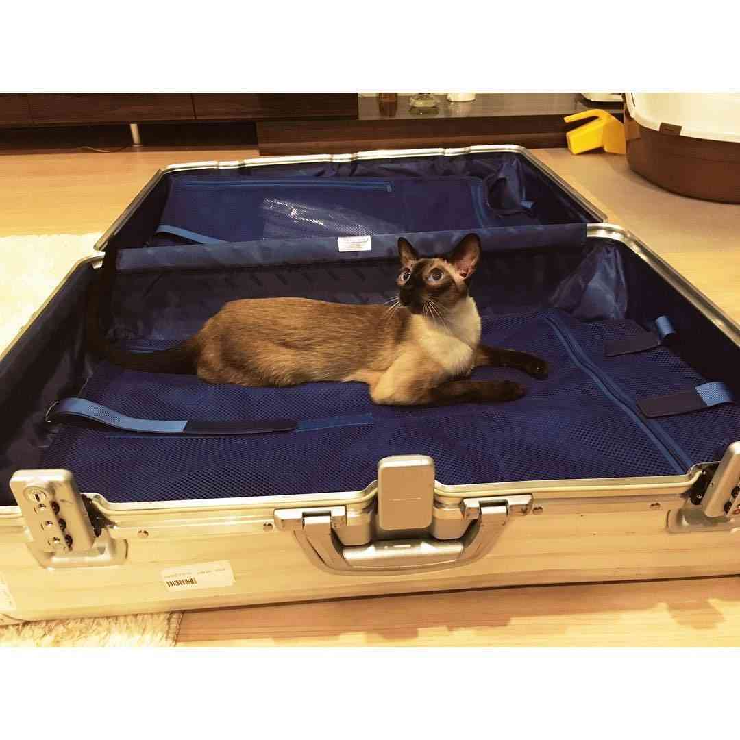 ［動物］許せる構ってちゃんの画像トピ