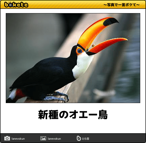 色んなオエー鳥の画像をお願いします