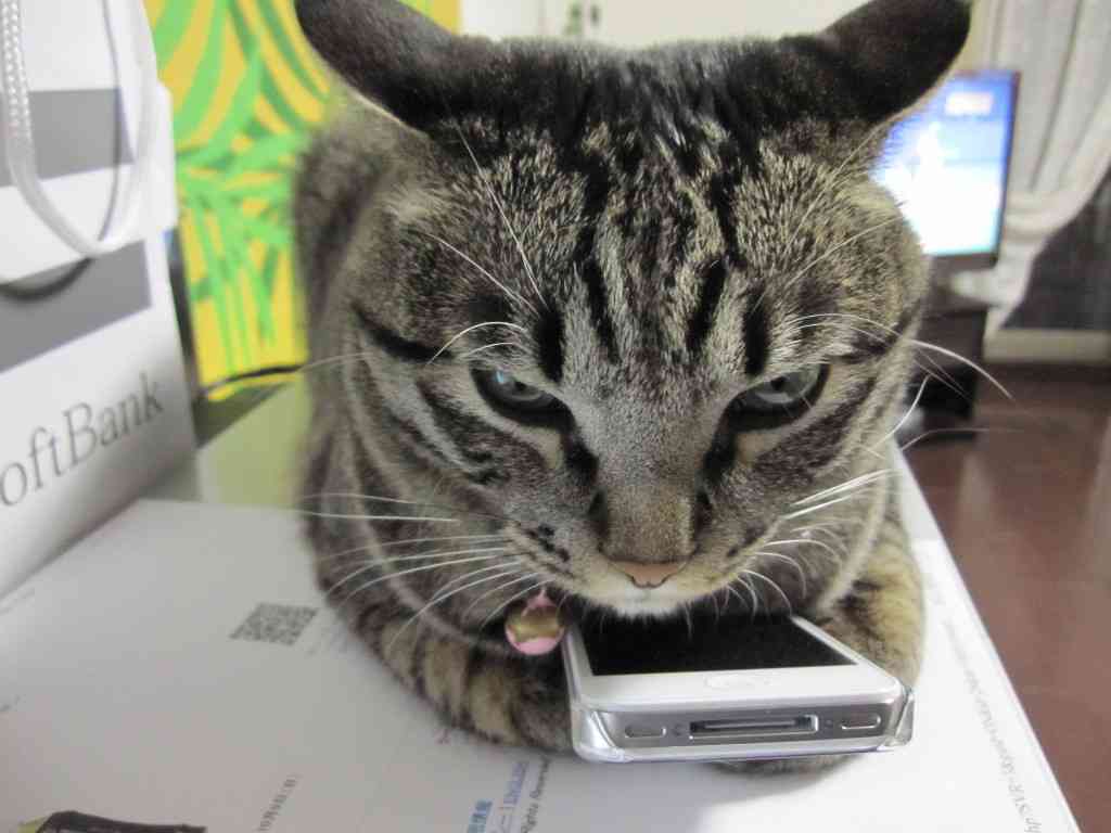 ガルちゃんしてるように見える画像集まれ！