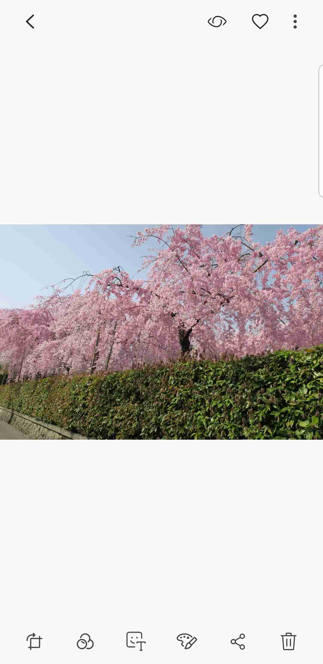 春の京都旅行のおすすめ
