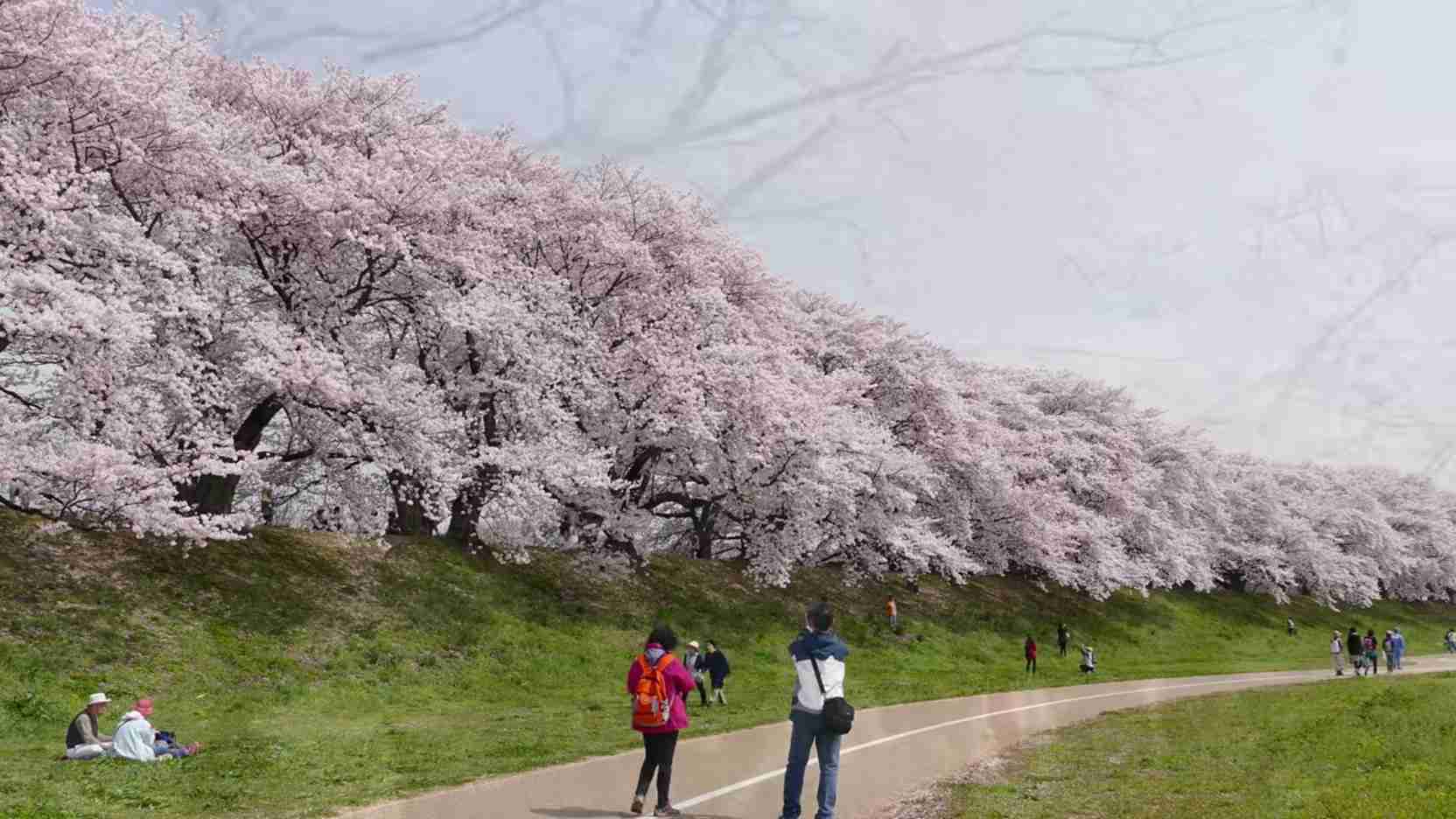 春の京都旅行のおすすめ