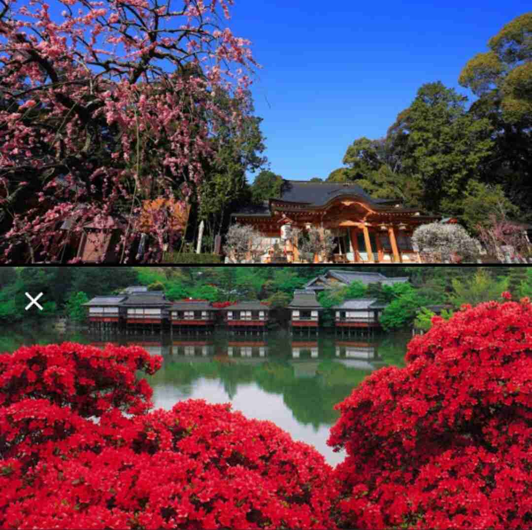 春の京都旅行のおすすめ