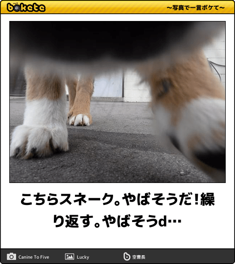 【動物部隊】ペット見守り隊part4