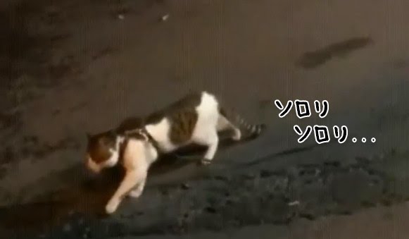 【動物部隊】ペット見守り隊part4