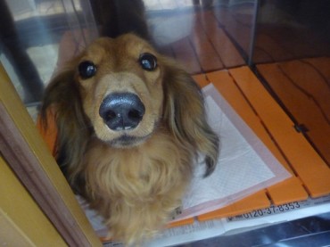 【動物部隊】ペット見守り隊part4