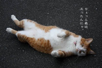 【動物部隊】ペット見守り隊part4