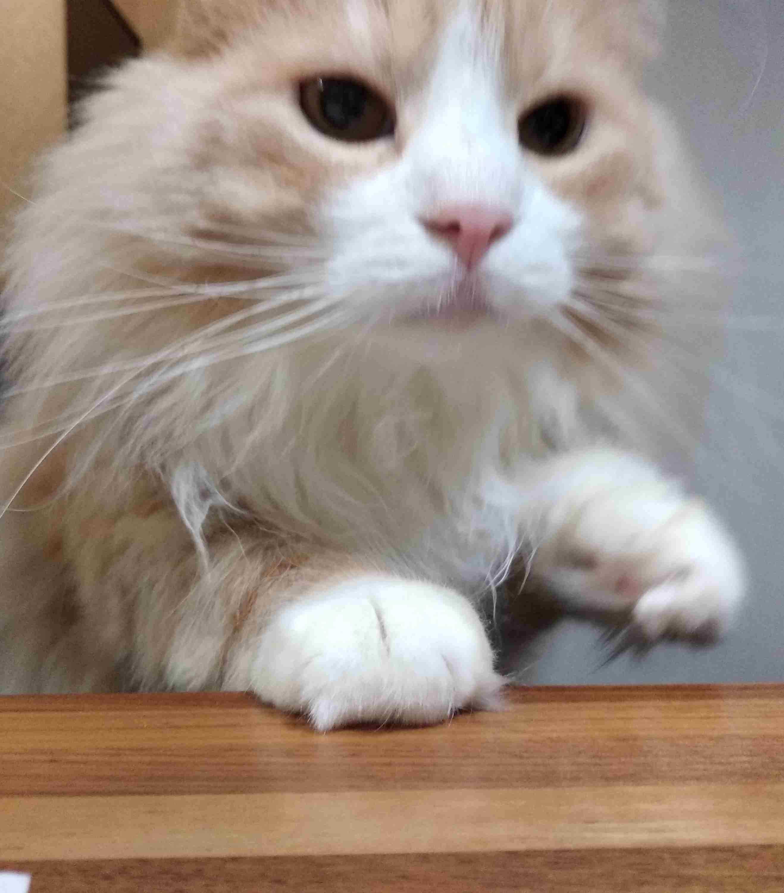 【動物部隊】ペット見守り隊part4