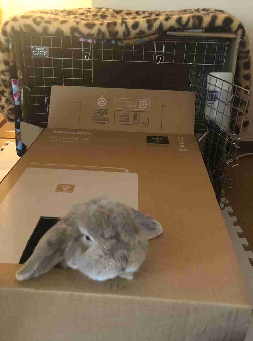【動物部隊】ペット見守り隊part4