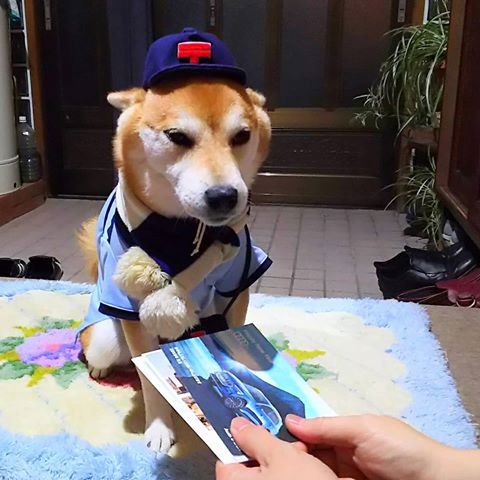 【動物部隊】ペット見守り隊part4