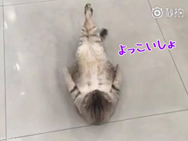 【動物部隊】ペット見守り隊part4