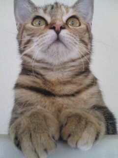 【動物部隊】ペット見守り隊part4
