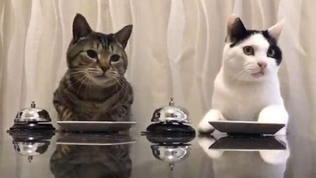 【動物部隊】ペット見守り隊part4